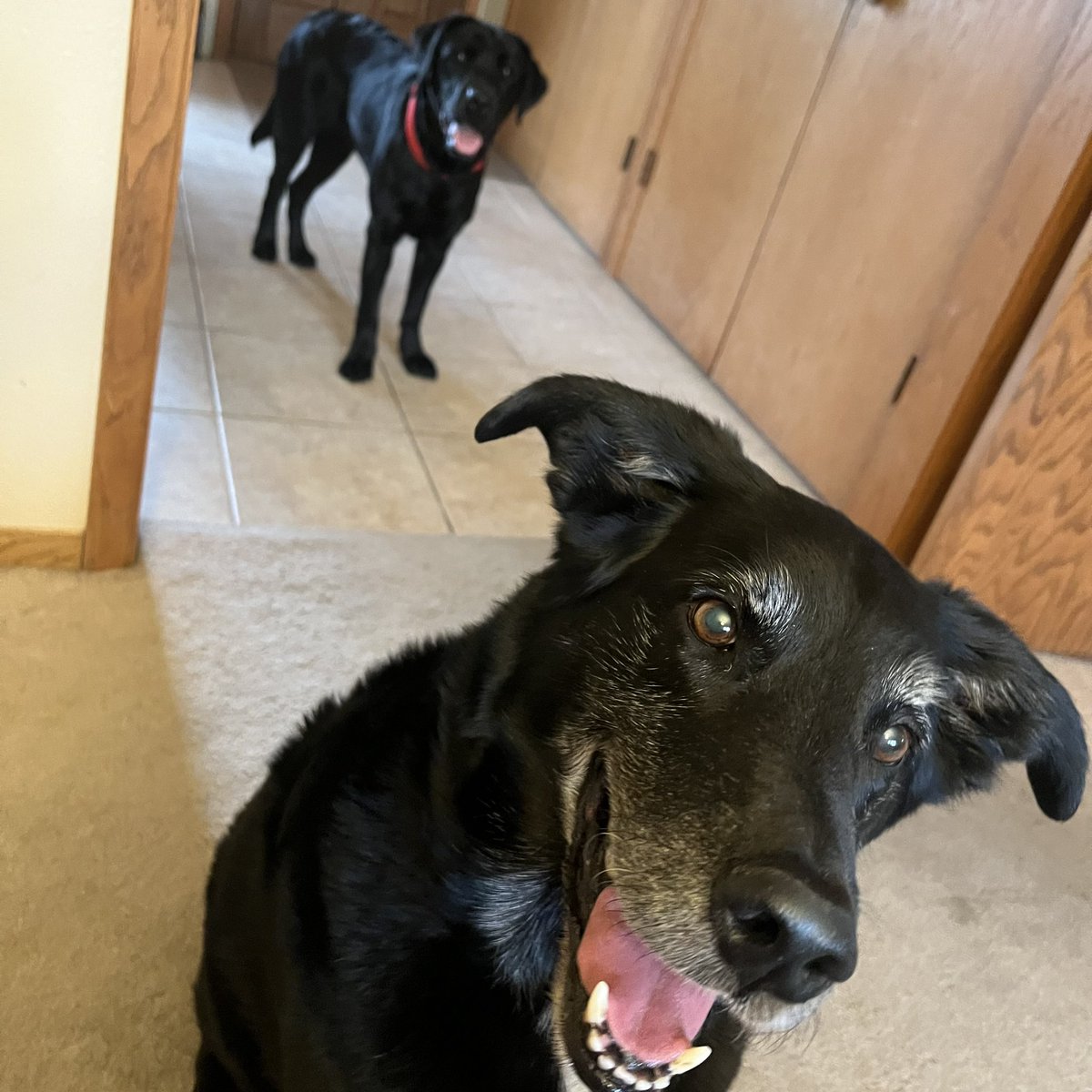 Pete was reunited with <a href="/TauPuppy/">Puppy Tau</a> yesterday.