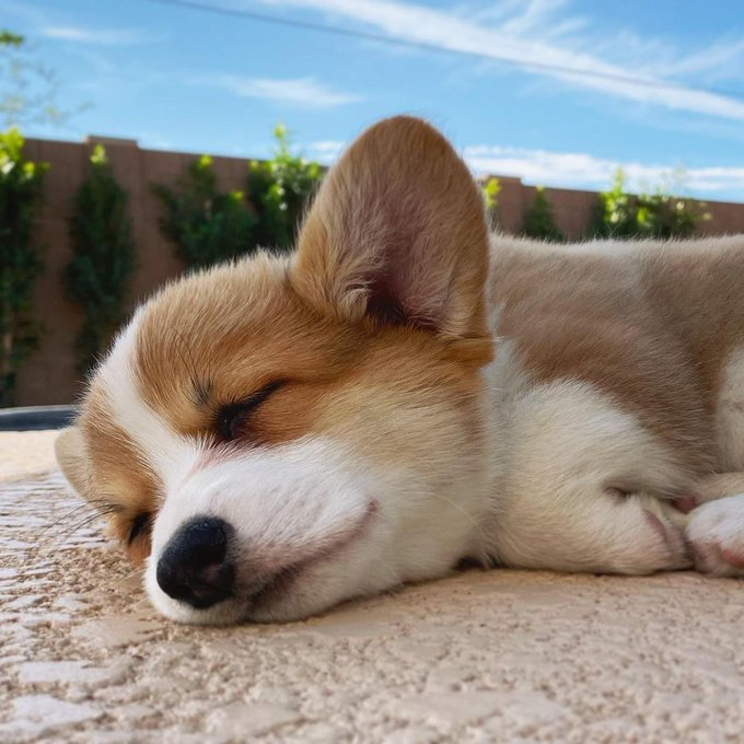 Rate This Cuteness 10-100??😍

#corgipuppy #corgicommunity #dogsofinstagram