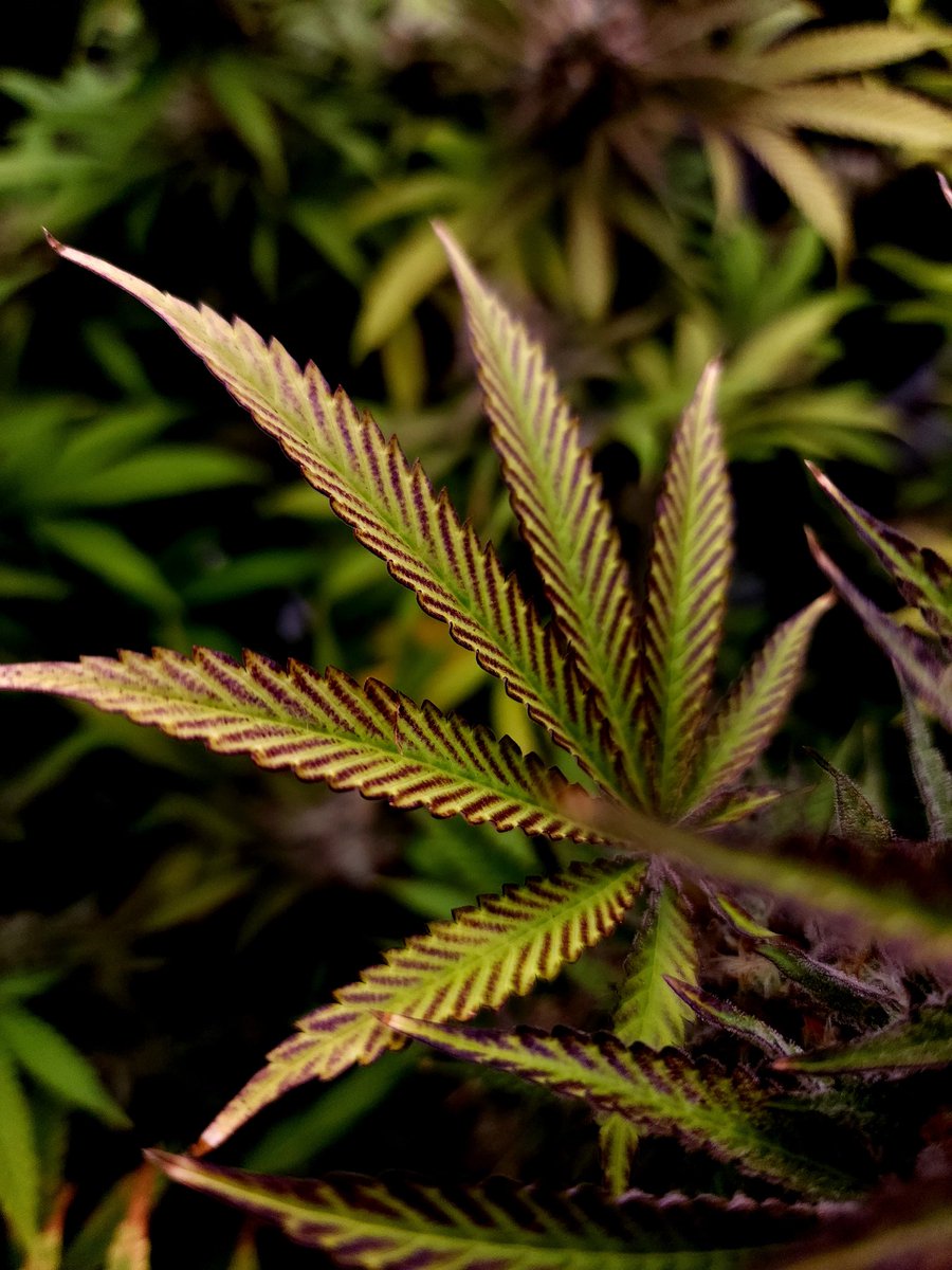PrairiePlantDad's tweet photo. Gotta love some fade 🍂🍁🍃
.
.
.
#colorsofcannabis #cannabisfade #saskgrown #acmpr https://t.co/NVhPY7y0NV