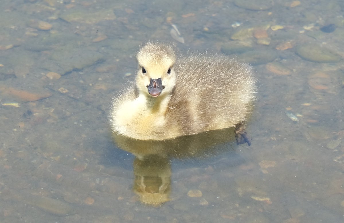 suzeha's tweet photo. New camera fun at @EWTHanningfield @RHSHydeHall  yesterday https://t.co/Mg3IhsAnfG