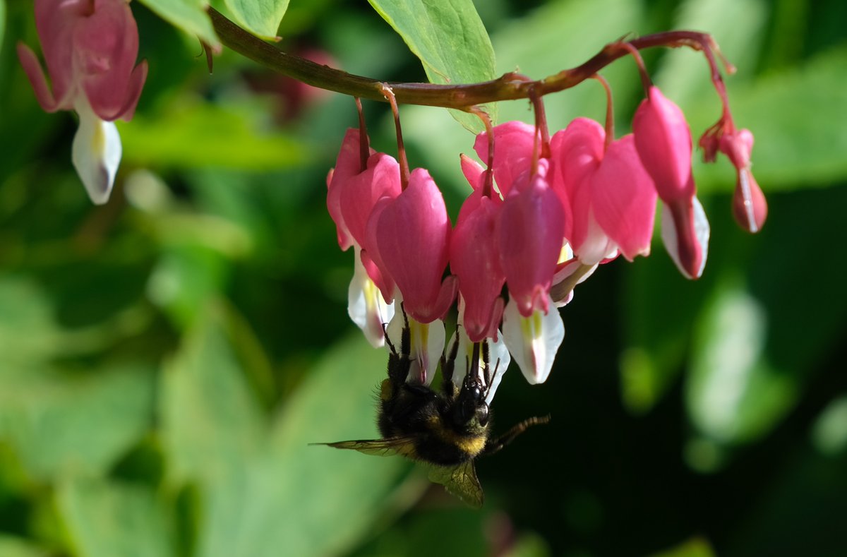 suzeha's tweet photo. New camera fun at @EWTHanningfield @RHSHydeHall  yesterday https://t.co/Mg3IhsAnfG