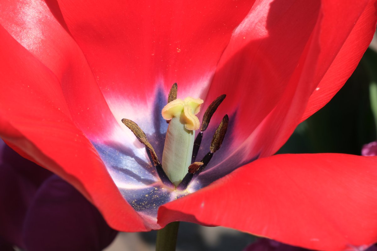 suzeha's tweet photo. New camera fun at @EWTHanningfield @RHSHydeHall  yesterday https://t.co/Mg3IhsAnfG