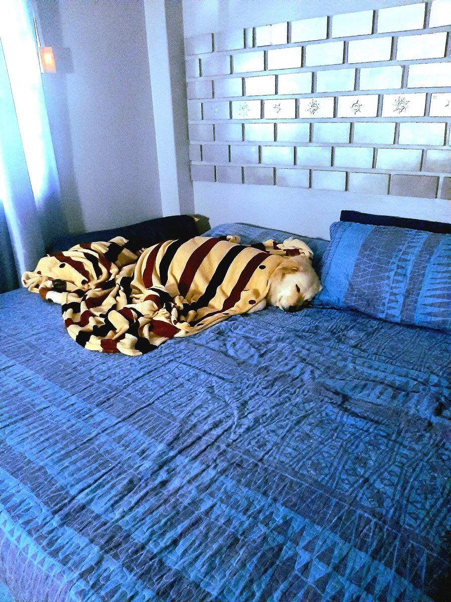 LSM_skywalker's tweet image. 10am and my baby sleeping, best baby ever 😍🥰😘😘😘😘