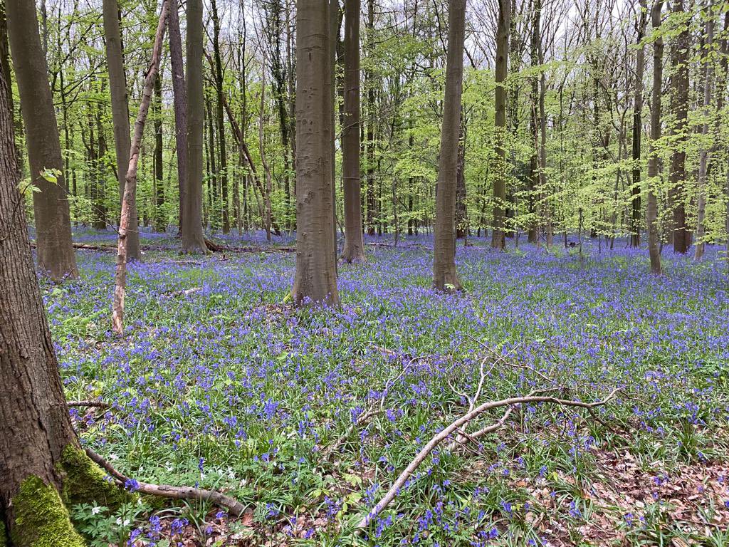 Have you seen the bluebells.......? 
<a href="/hallerbos/">Hallerbos</a> #Belgium