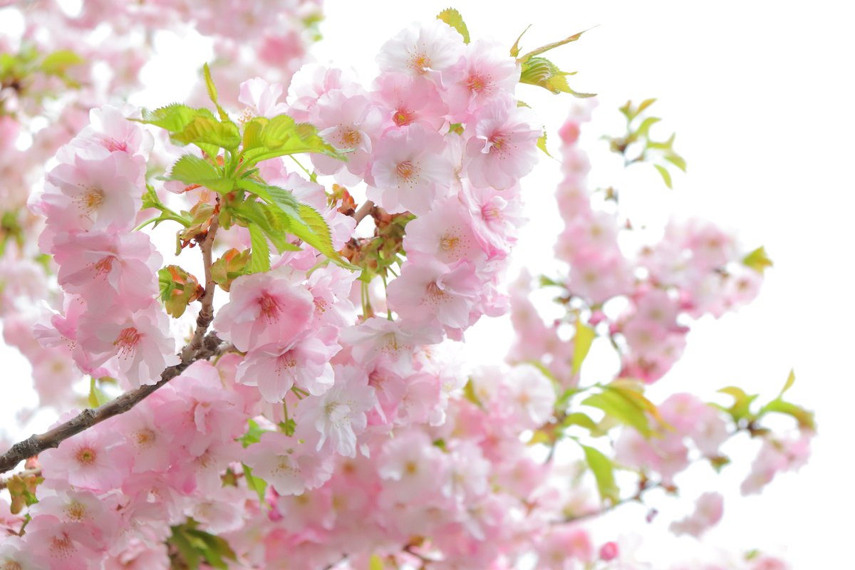 「我が家の桜。 今年も咲いてよかったなぁ」|紙ぶくろのイラスト