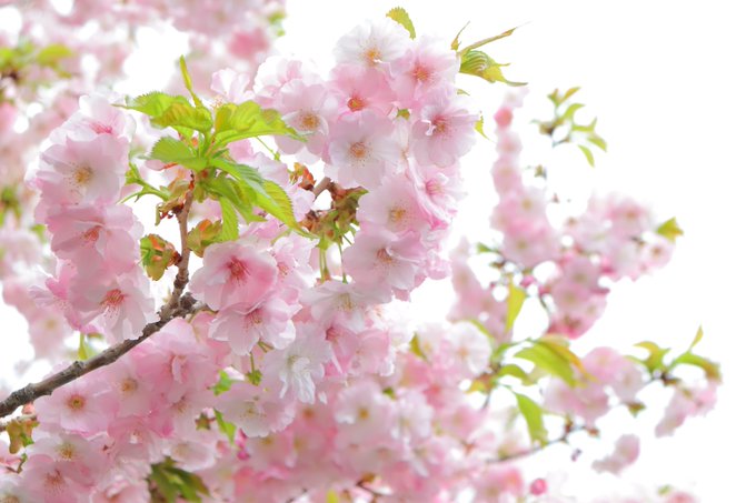 我が家の桜。 今年も咲いてよかったなぁ
