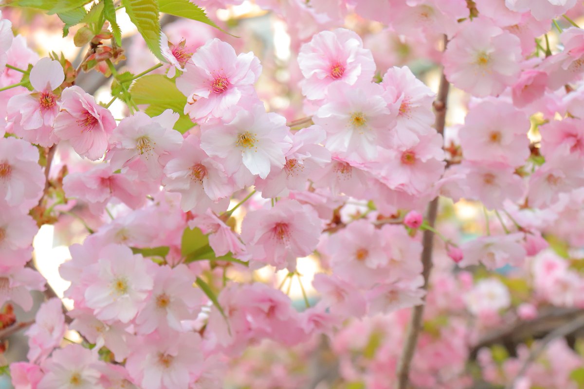 「我が家の桜。 今年も咲いてよかったなぁ」|紙ぶくろのイラスト