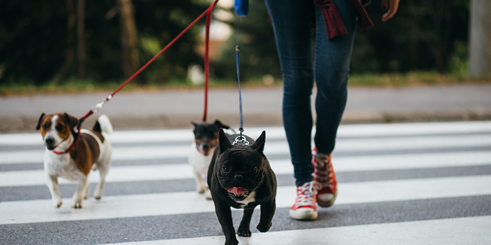 iiiorg's tweet image. If you plan on adopting a dog, it's important to implement proper training to reduce the chances of your dog biting and harming others. @iiiorg offers liability and safety tips for dog owners: bit.ly/3vaeGQU #AdoptAShelterPetDay #dogbiteprevention