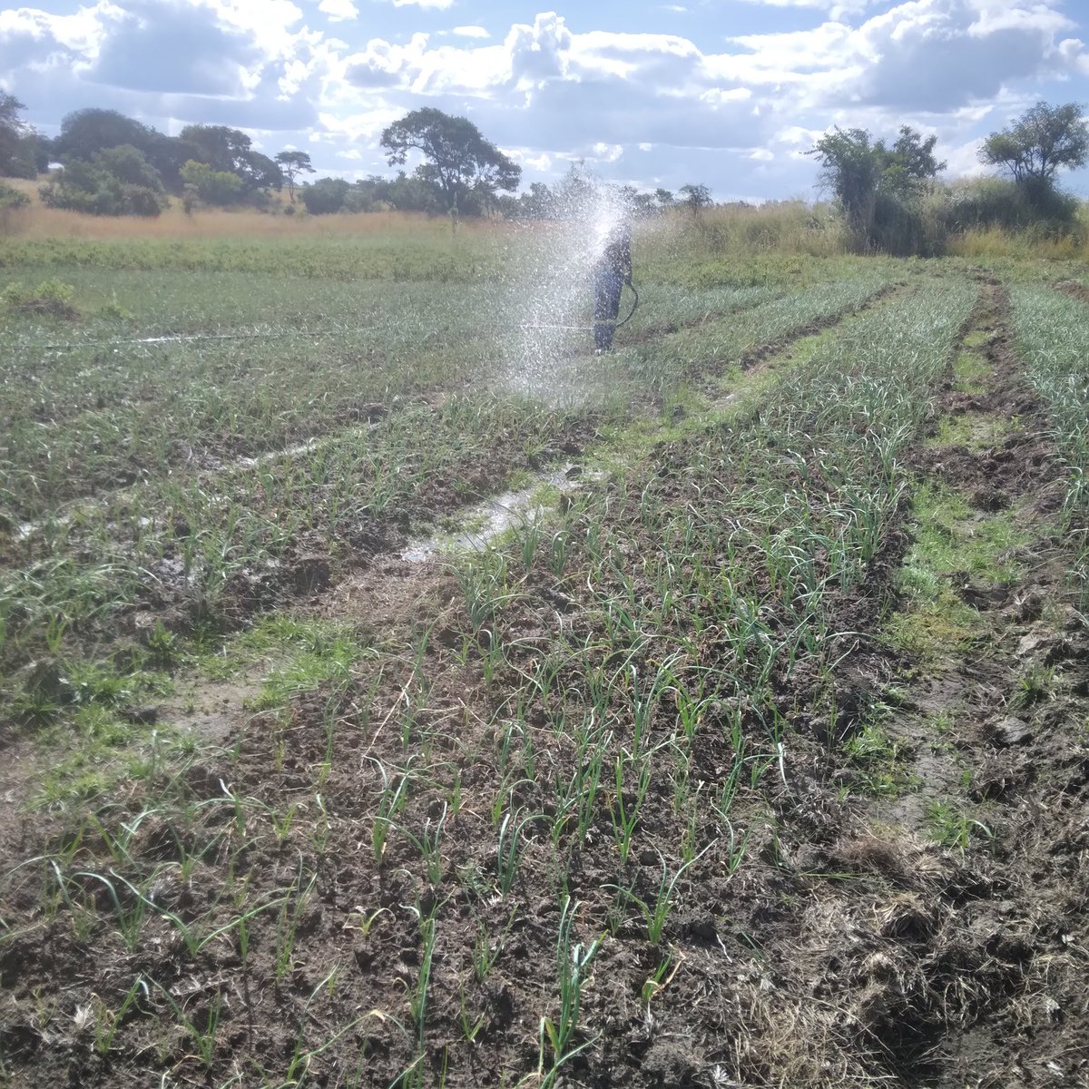 BMadimutsa's tweet photo. Did you know? Onions can give you a total of 40 000usd per hectare and can be grown all year round in Zimbabwe. The picture below was taken in Nyabira of a Texas grano onion type https://t.co/B606Pd57gM