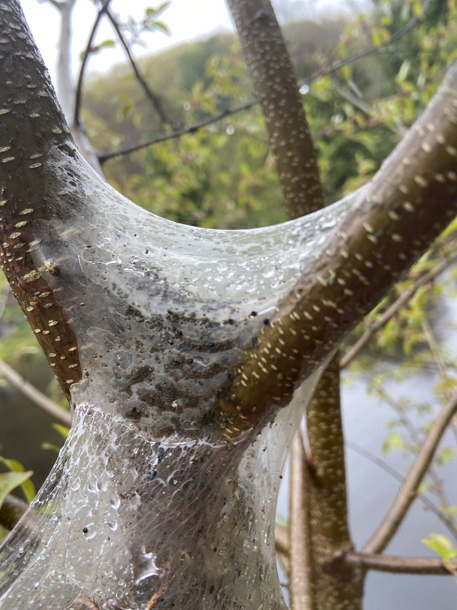 Check out some of the awesome observations made during day two of #CityNatureChallenge2023! Learn how you can get involved - rain or shine - in this international bio-blitz here: tinyurl.com/4phbjuyr

📷 #1: Red Trillium
📷 #2: Slug
📷 #3: Tent Caterpillar