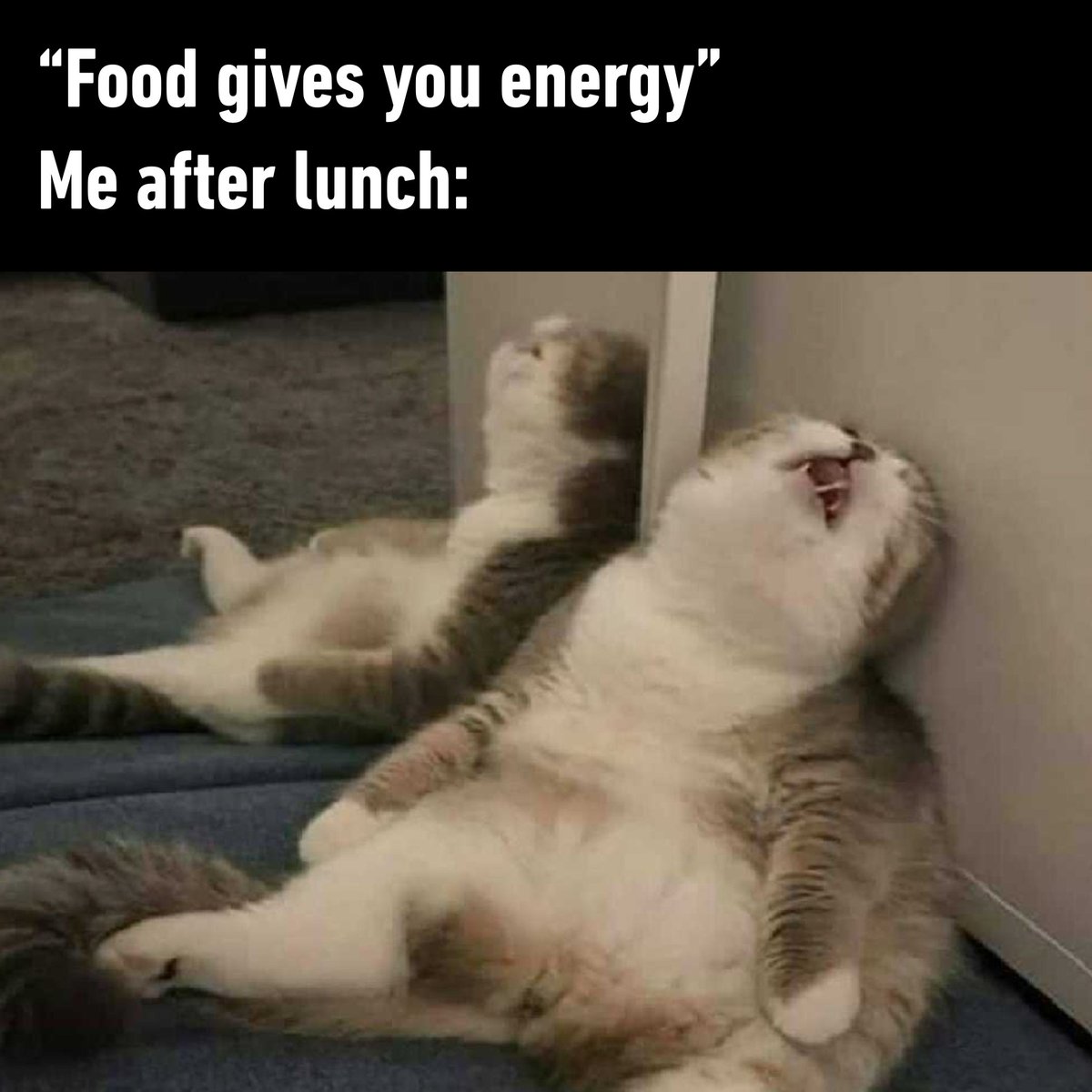 WholesomeMeme's tweet photo. https://t.co/Hj8a0FqJCq