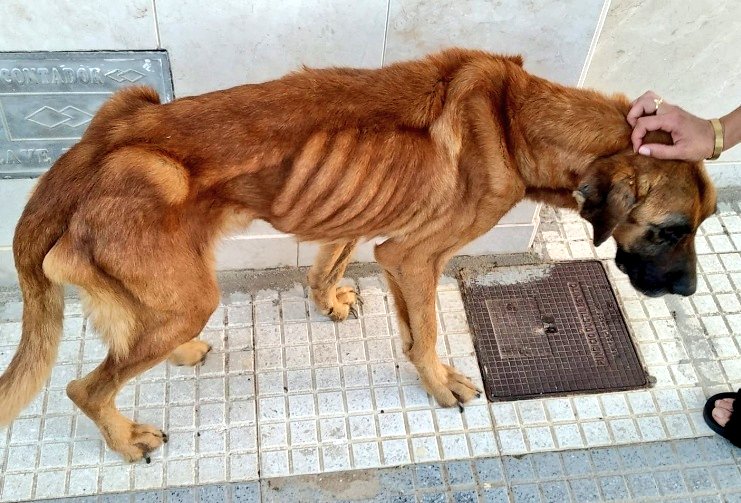 Erta2017's tweet photo. Actualización: está muy, muy  mal💔 intentan salvarle la vida
Piden ayuda para gastos veterinarios👇🏽 https://t.co/jgnfvtzw7j