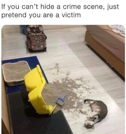 WholesomeMemes (@wholesomememe) on Twitter photo 