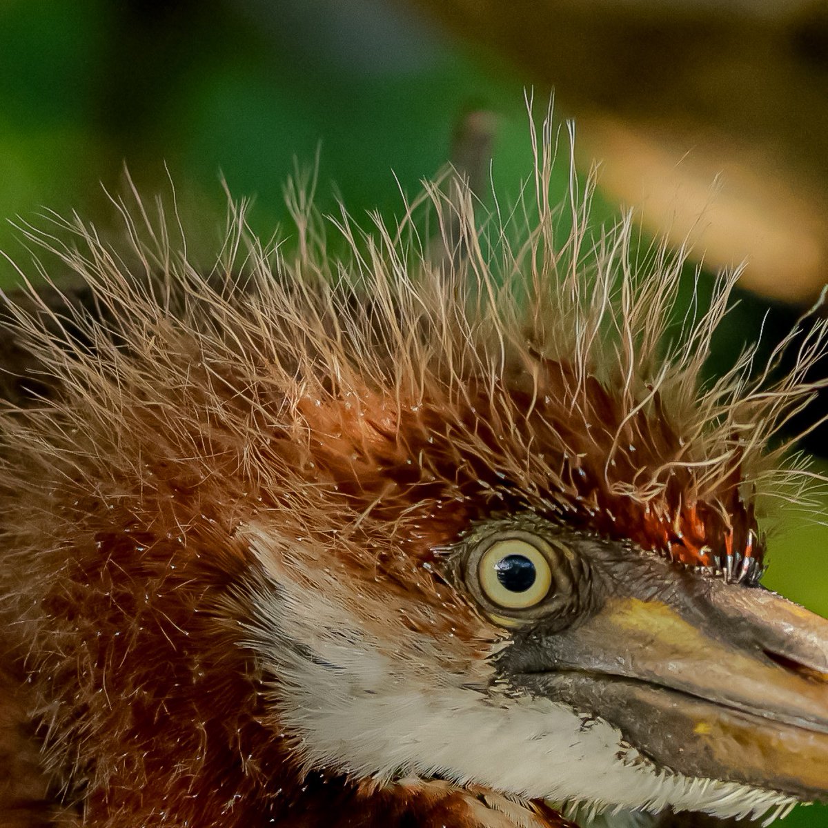 p_aquamon's tweet photo. Bad Feather day I know, I know. Just Say GM GM #web3 #photography #nft #nftcollection #bringingwildlifetotheblockchain #digital2physical #birds #outdoors #NaturePhotograhpy #nature https://t.co/liwBCxgwyN