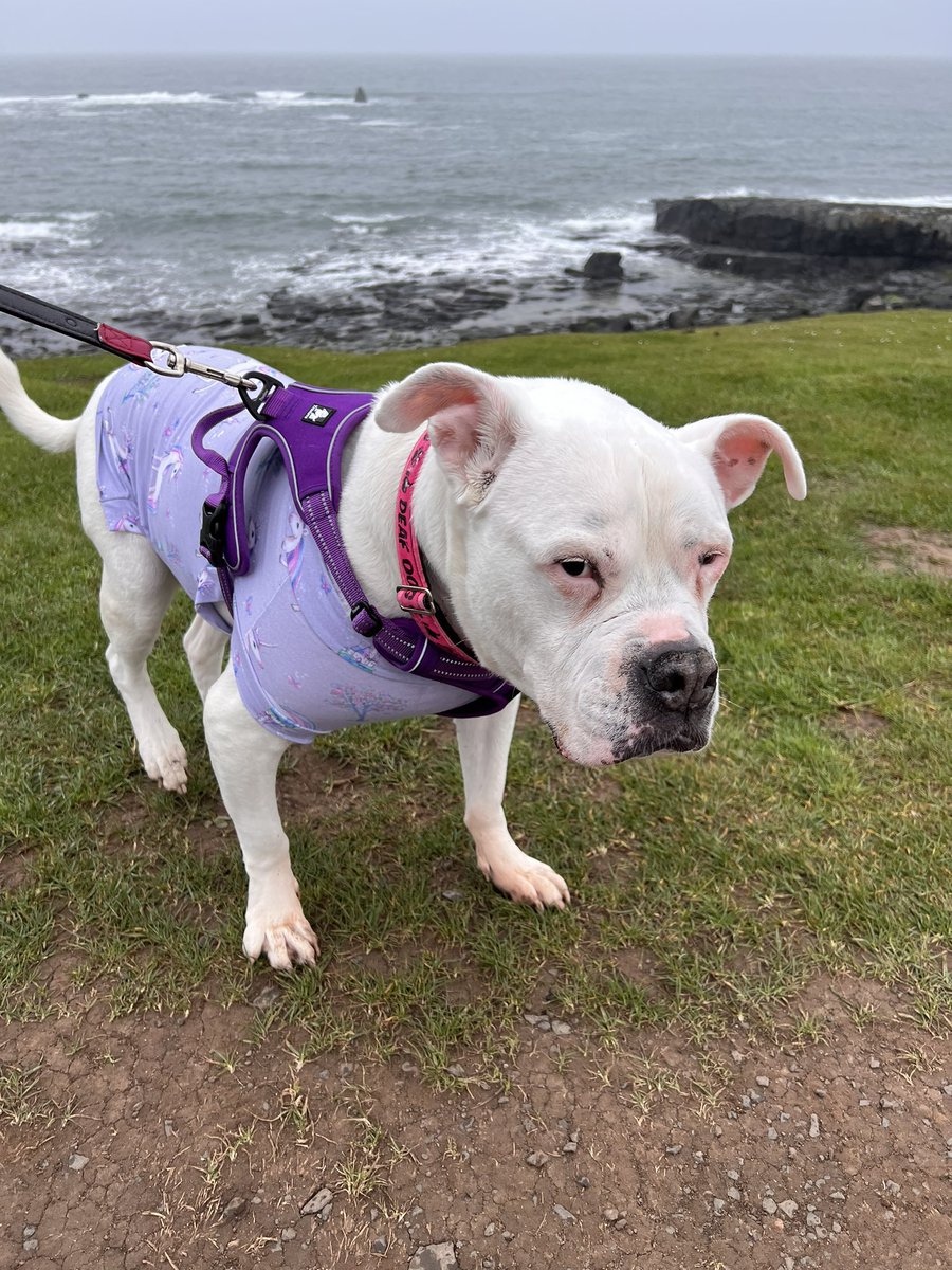 Another great morning. 
Thank you <a href="/blackhound01/">Rudy & Ivy</a> for taking me in the longest walk while my hooman did a short walk-in with <a href="/deafiedog/">Deafie</a> #GreatNorthTweetUp2023