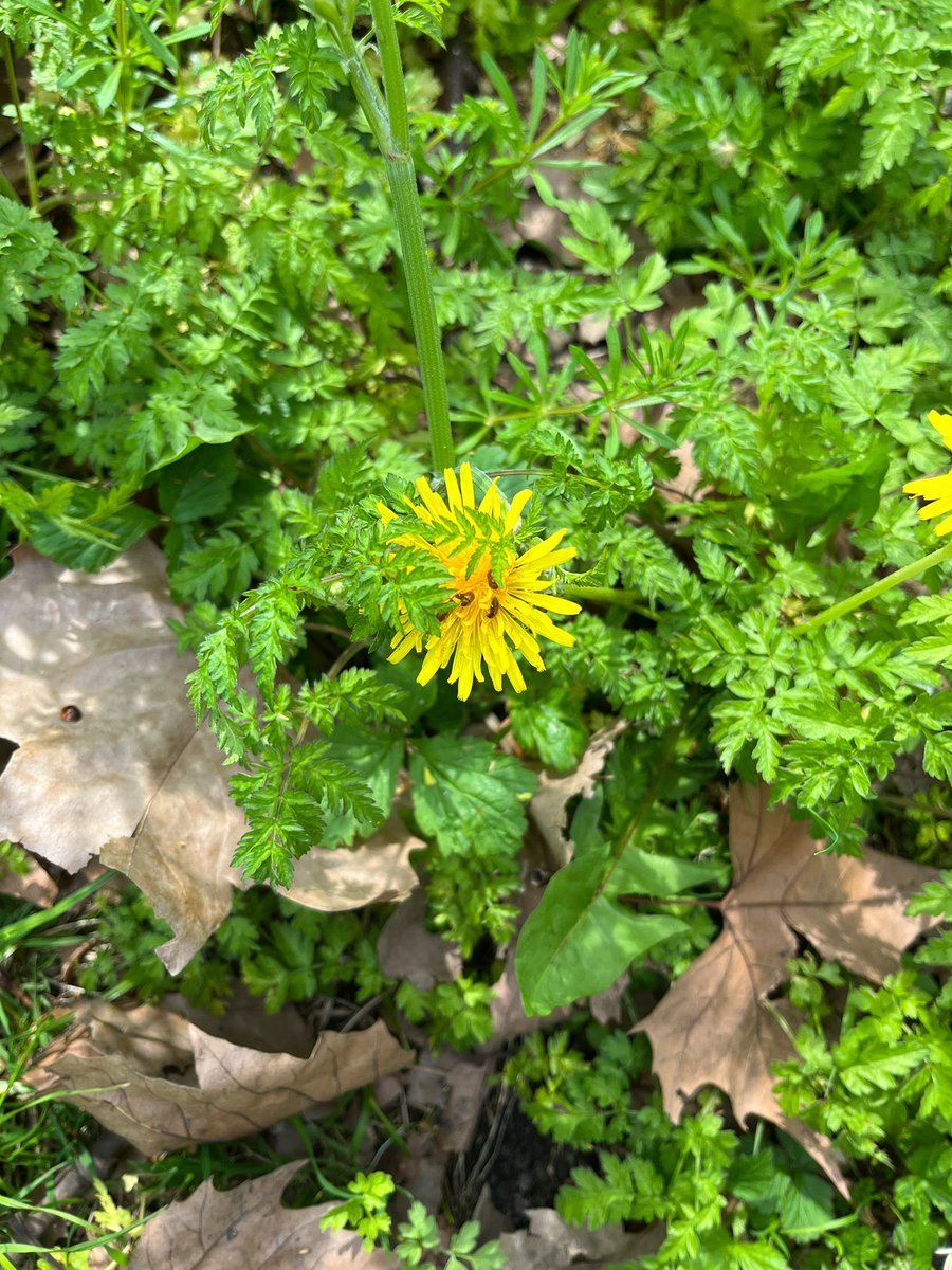 BarbicanWLG's tweet photo. Dandelion with feasting pollen beetles - tiny creatures so enlarge photo! #BunhillFields #CityNatureChallenge2023 @FCityGardens https://t.co/bl3D05iG3c