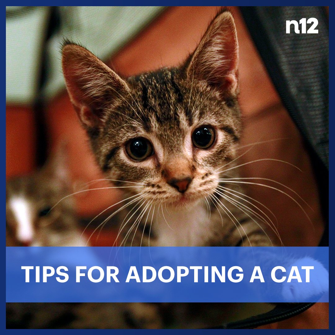 Tips for Adopting a Cat