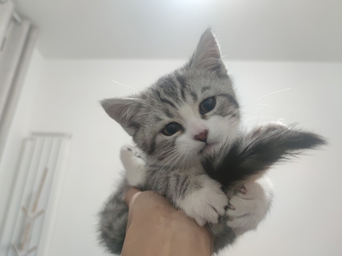 695637622ppc's tweet photo. 好怀念小笨猫刚来我家的时候a https://t.co/0CLbcmwlSZ