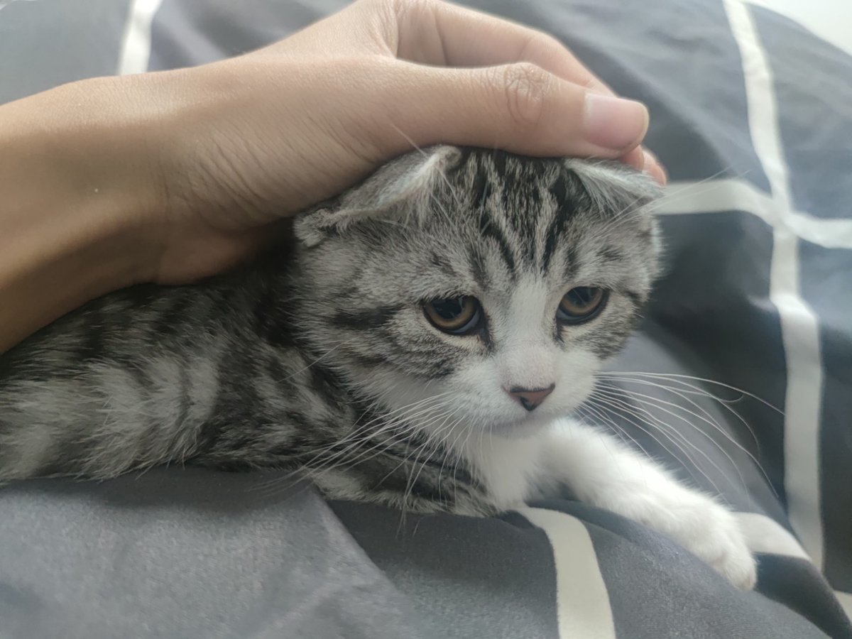 695637622ppc's tweet photo. 好怀念小笨猫刚来我家的时候a https://t.co/0CLbcmwlSZ