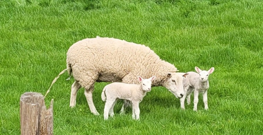 davidaparkin's tweet photo. A Ewe and her newly born twin lambs grazing behind my house. Isn't this a much better way to enjoy looking at lambs rather than on your dinner plate! https://t.co/eGc4zYCbSR