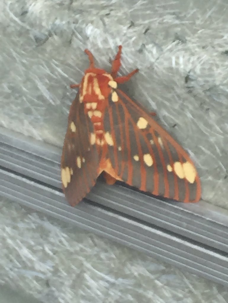 Daily Moths tweet media