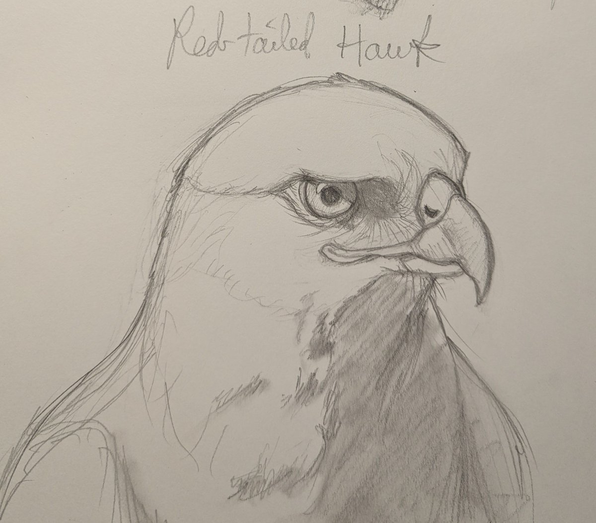 redfendraws's tweet photo. Birdiful sketches #birds #BirdsOfPrey find more at my Ko-fi page https://t.co/s0Jnov9WX9 https://t.co/N5fv14HEp2