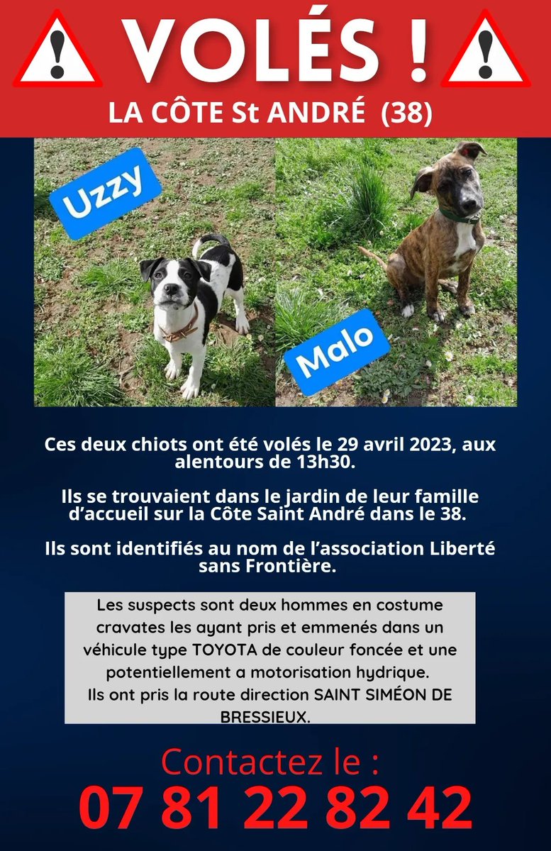 bab_asso's tweet photo. 🆘️ CHIOTS VOLÉS 🆘️

Deux chiots ont été volés le 29/04/23 vers 13h30 sur la Côte Saint André 38.

🐶 Malo et Uzzy, identifiés au nom de l'association Liberté Sans Frontière.

📞 Si vous les apercevez ou avez des informations, contactez le 07.81.22.82.42.
Merci pour eux. 🙏 https://t.co/spJJlE2UrQ