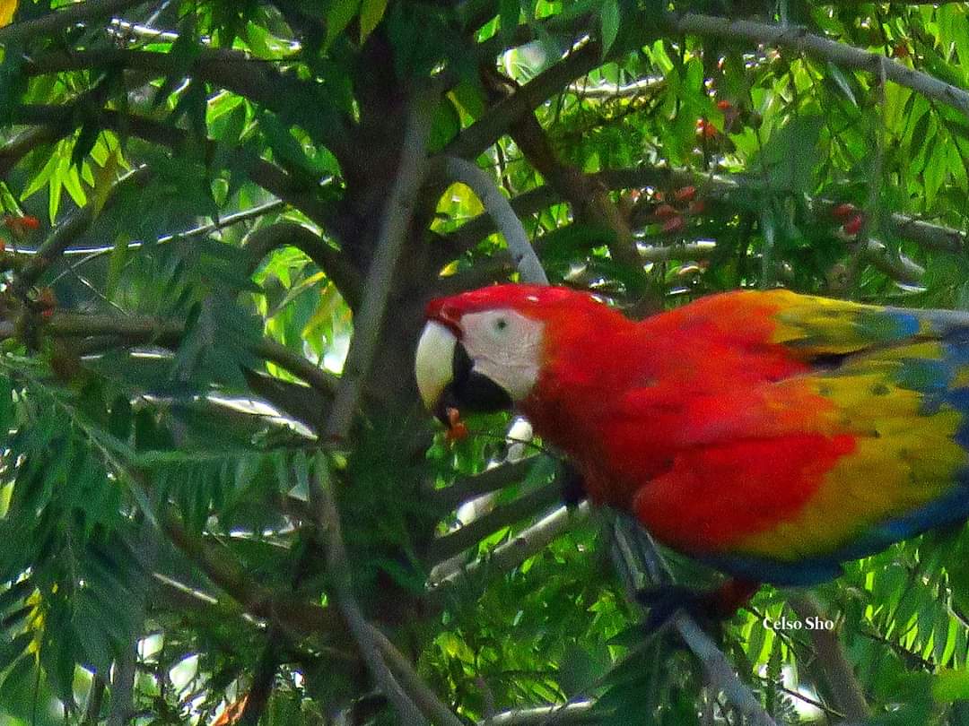 Roberto00436790's tweet photo. Plan a trip to green, prestine and luscious village of Red Bank in Southern Belize to see the Scarlet Macaws. #belizetours #scarletmacaws https://t.co/k1GDGKV5mK