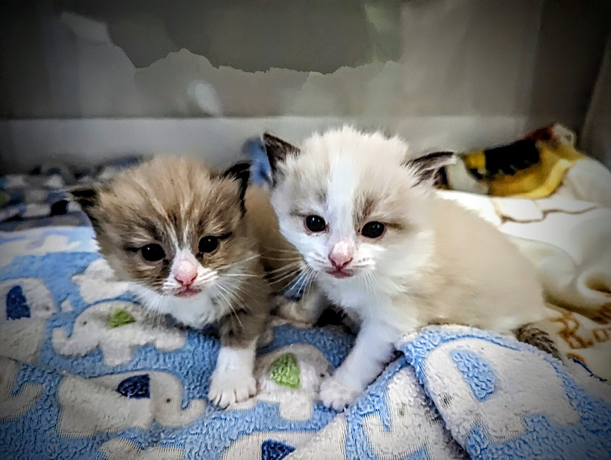 FluffyRagdolls's tweet photo. We are new here, what would you name us??#ragdollsoftwitter https://t.co/WaGY8XXkNU