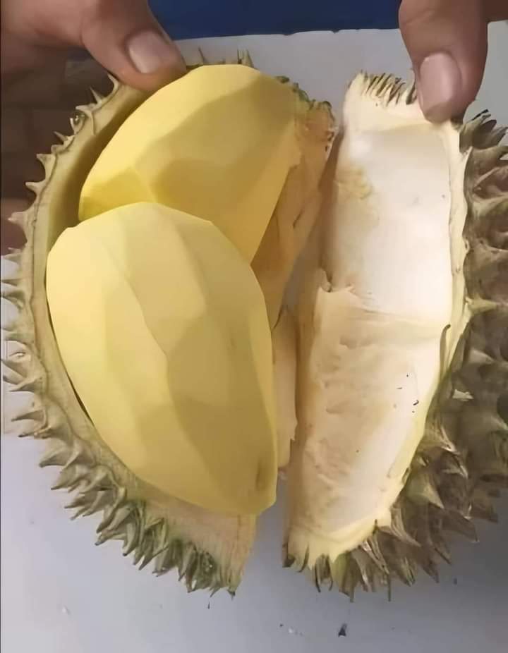จีบได้ครับ ที่บ้านกินทุเรียน เช้า เที่ยง  เย็น และก่อนนอน