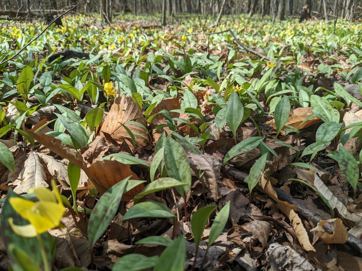 Cayuga Nature Center tweet media