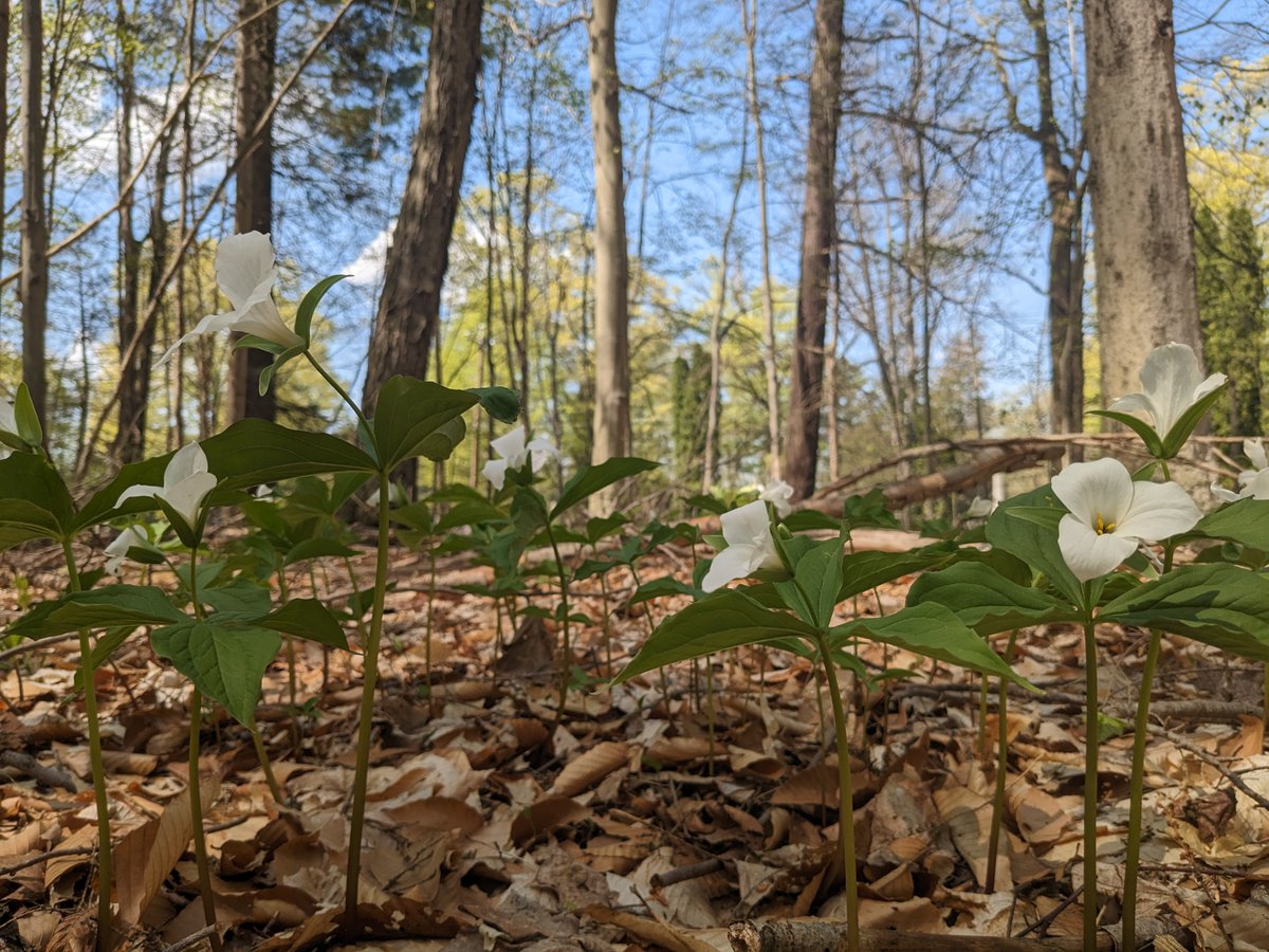 Cayuga Nature Center tweet media
