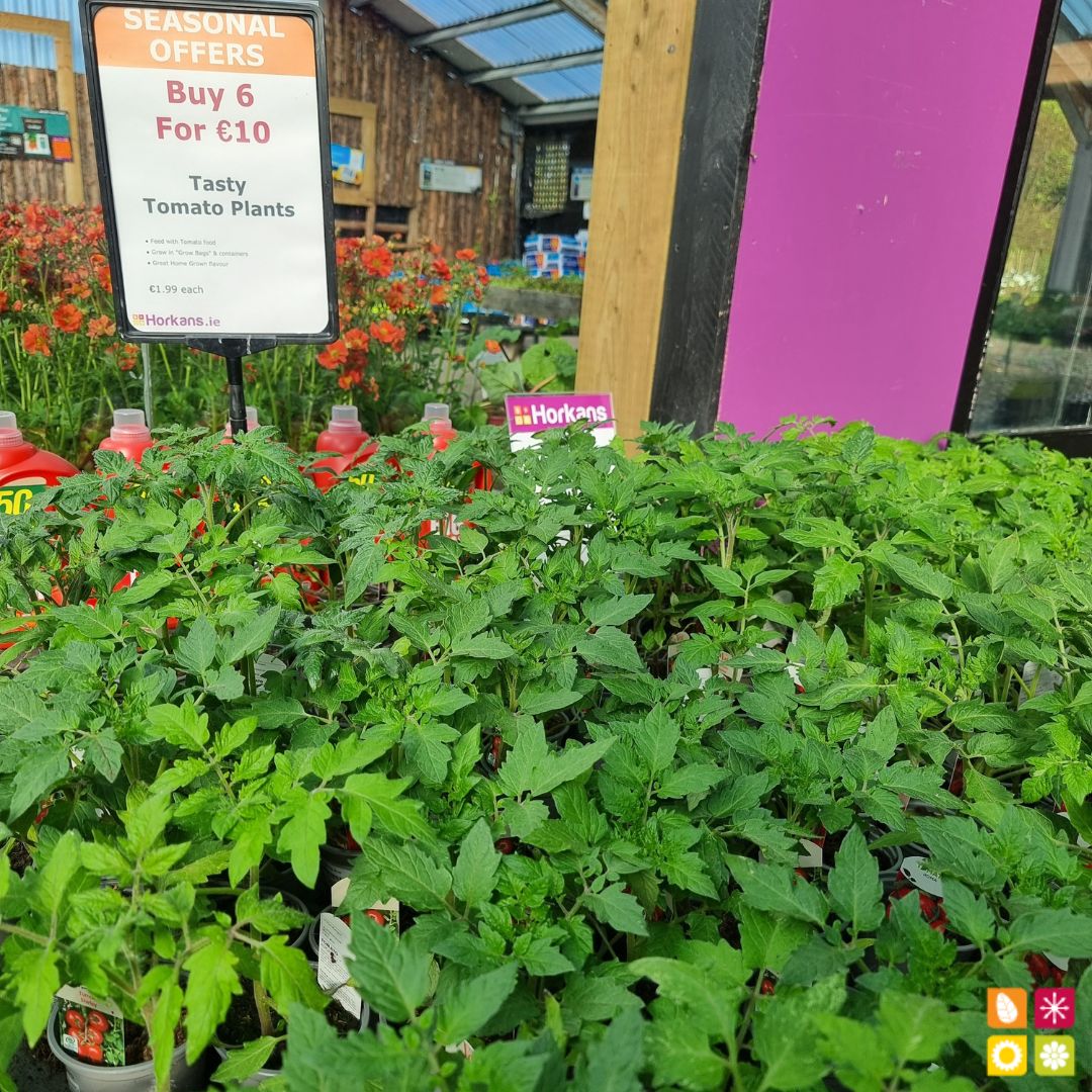 HorkansGarden's tweet image. Buy 6 for just €10 and enjoy a delicious selection of tomatoes perfect for salads, sauces, and more.
Visit us at Horkans Garden Centre and take advantage of this mouth-watering deal!
Find a store near you pulse.ly/5argzi0ubn

#multibuy #tomatoes #freshproduce