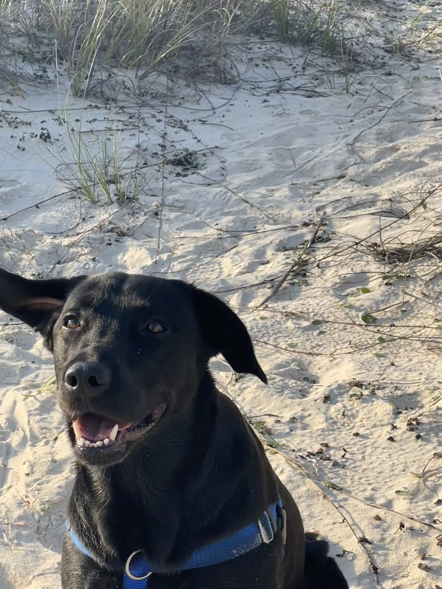 LunaSirius2020's tweet photo. @bunsenbernerbmd This is me at the beach. It was so windy, my ears went flopping around.. #bestdayever https://t.co/IkwOrgI3eN