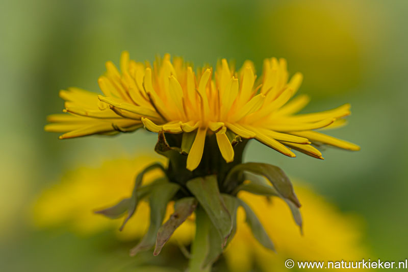 natuurkieker Coby tweet media