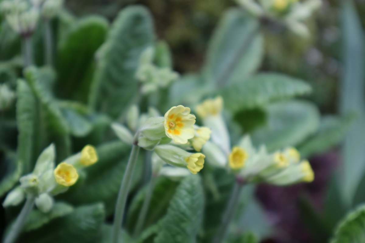 A little cup of floral joy.

#SomethingBeautiful