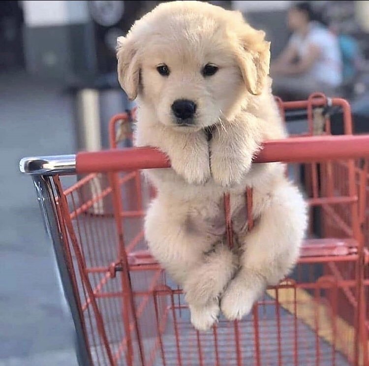 De las cosas más lindas que verás hoy, salimos de compras 🐕

#perro #can