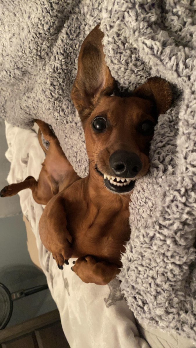 Cheese 😬 #dogsoftwitter #Dachshund UKDogOwner.co.uk/dog-breeds/Dac…