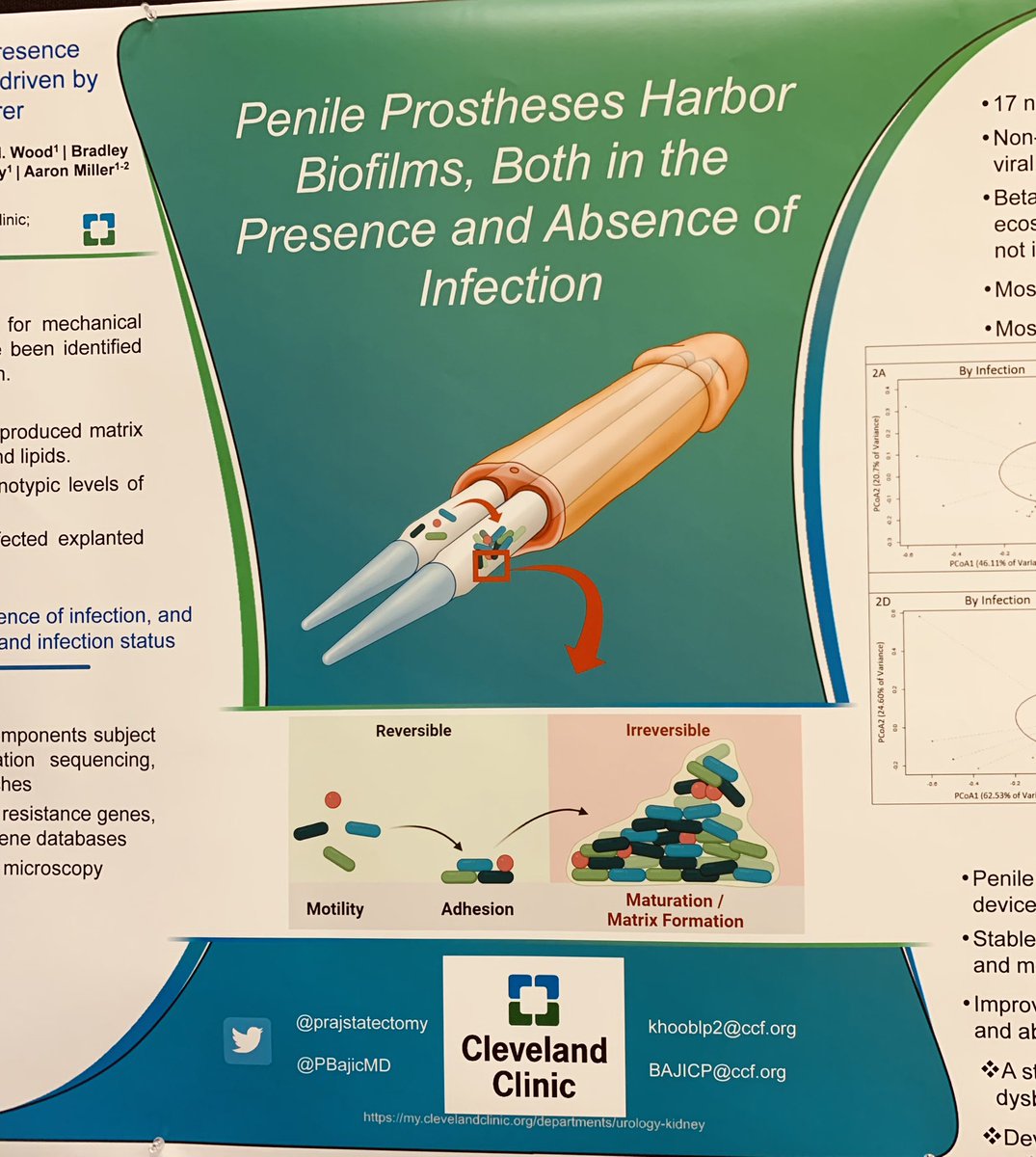 Raevti Bole, MD (@raevti) on Twitter photo Even a device placed in the most sterile conditions harbors 🦠 biofilm-clinical infxn or not. <a href="/PBajicMD/">Petar Bajic</a> speaking on what the <a href="/CleClinicUro/">Cleveland Clinic Urology</a> lab discovered when they took a 👀 #AUA23 Even a device placed in the most sterile conditions harbors 🦠 biofilm-clinical infxn or not. <a href="/PBajicMD/">Petar Bajic</a> speaking on what the <a href="/CleClinicUro/">Cleveland Clinic Urology</a> lab discovered when they took a 👀 #AUA23