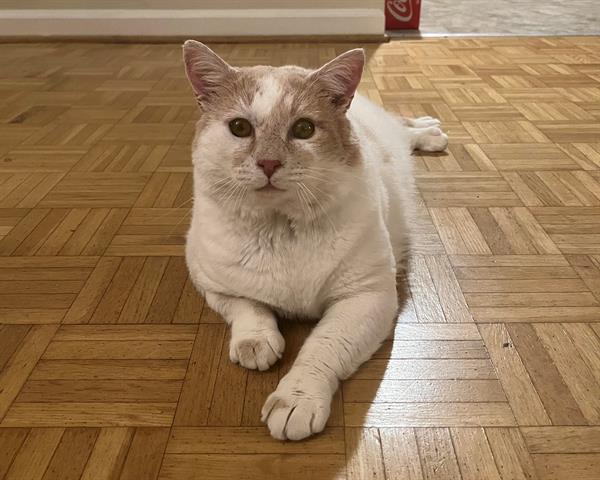 A_Hugo_Hug's tweet image. @mrfishtopher
Our fwend Theo (now Leo) iz bak at teh sheltr - he wuz adoptd but returnd 😿.  Hez a big, fluffy, FIV+, blind boi an dezervs a gud hom.  Sombuddy gits dis boi in Raleigh! 

spcawake.org/adopt/pet-deta…