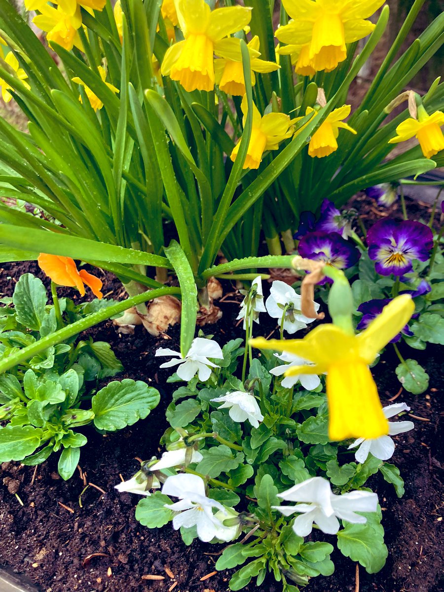 MerviValtonen's tweet photo. Hyvää vappua kaikille! Onnea on kevät ja sen tuoksut🍀. Jo pelkästään se antaa itselle aihetta juhlaan. Kukin viettää tietysti vappua omalla tavallaan, tai sitten ei vietä laisinkaan. Sekin on okei. #kevät #kukat #tuoksut #vappu #luonto #munkit #rakastan https://t.co/AQgSX42sYI