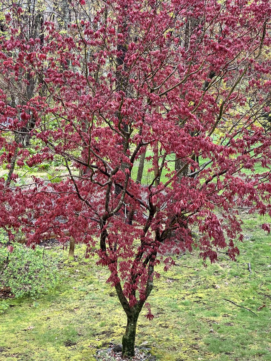itsme_krrishm's tweet image. The beauty of the Japanese Maple tree! Shades of Red 😍😍😍

#Sprouting 
#Spring 
#TodaysClick