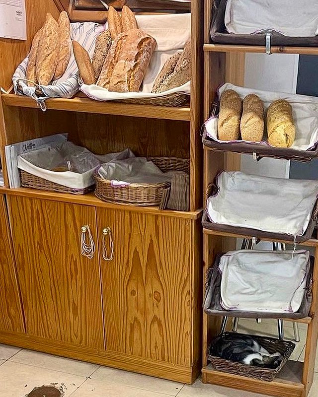 Breaded Cats tweet media