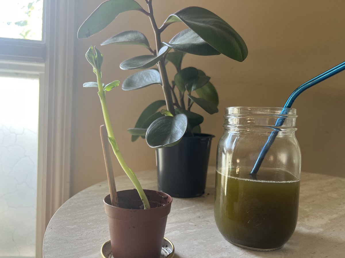 Matcha mushroom 🍄 for me. Plus Blu’s first crop - a beautiful heirloom purple bean 🫘 (playing it cool but super proud of her🥰) + a new plant for my home office.