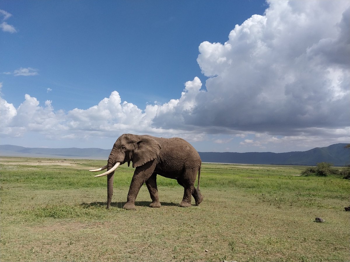 EsterJulius9's tweet photo. One big five animals https://t.co/N9aTvRbWh5