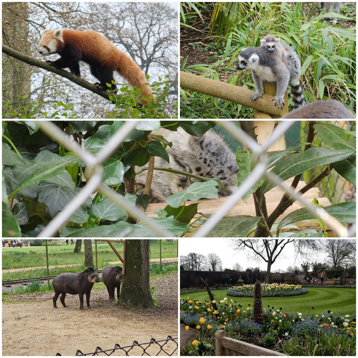 HilaryScholes's tweet image. Enjoyed a trip to @CotsWildTweets today.  Such beautifully kept gardens and an amazing array of animals.  Even got a glimpse of the Pallas cats.  #MyCSSC
