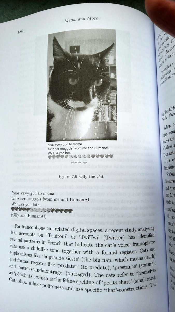 Olly the Cat, Monarch of The Moglets. RIP Maximus. tweet media