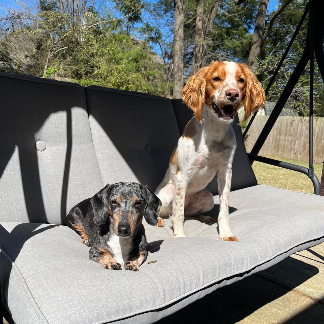 StarkvilleDerby's tweet photo. Meet our racers! Walker and Rose can't wait to show off their speed this Saturday, they've been training hard! Let's show Walker and Rose some love! https://t.co/RLY99cZomt