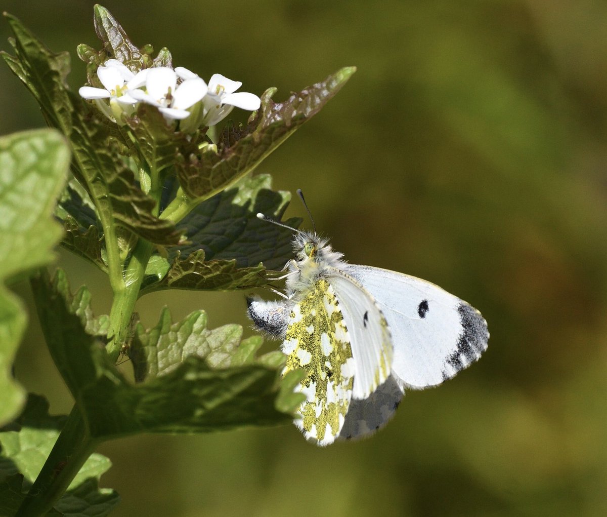 JoKingDevon's tweet photo. masses of flowering Garlic Mustard along #ShuttertonBrook #Dawlish today and #OrangeTip butterflies laying eggs beside cycle path - Iβm so worried @DevonCC or @Teignbridge will cut it all down before the caterpillars can crawl away to pupate #NoMowSummer please NOT #NoMowMay https://t.co/Cc7Jrzdvgj