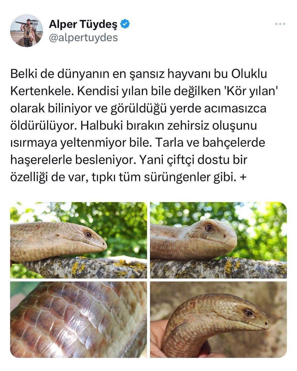 Haykodep (@haykodep) on Twitter photo 